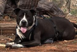 Lost Male Dog last seen Yorkshire Ave, NW 24 th St, Moore, OK 73160