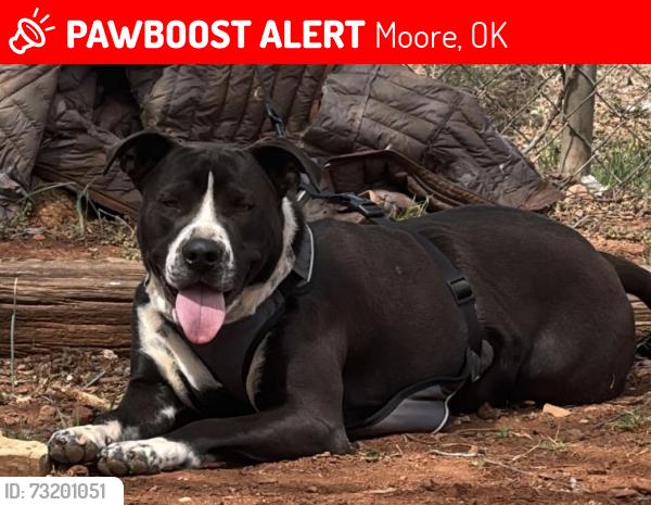Lost Male Dog last seen Yorkshire Ave, NW 24 th St, Moore, OK 73160