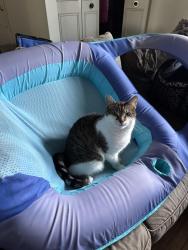 Lost Male Cat last seen Hemlock drive and sample road, Allison Park, PA 15101