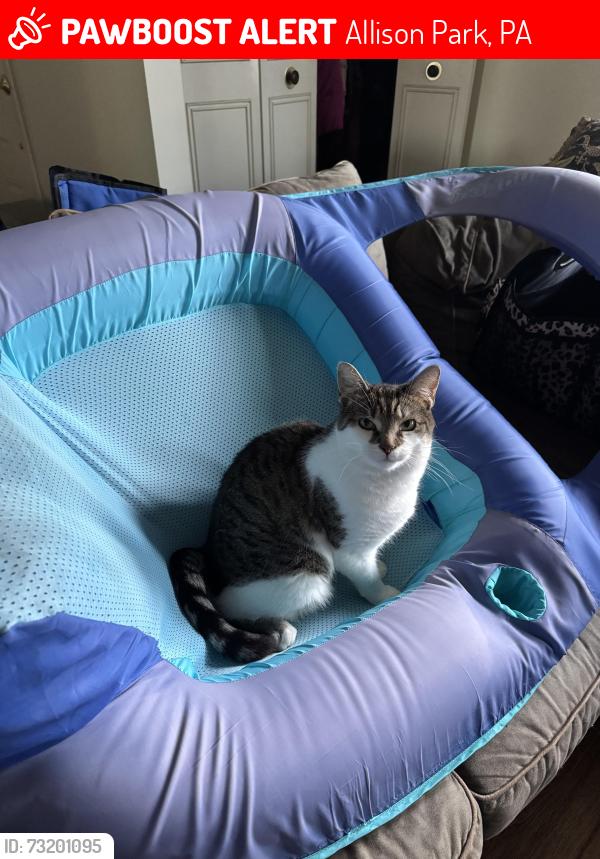 Lost Male Cat last seen Hemlock drive and sample road, Allison Park, PA 15101