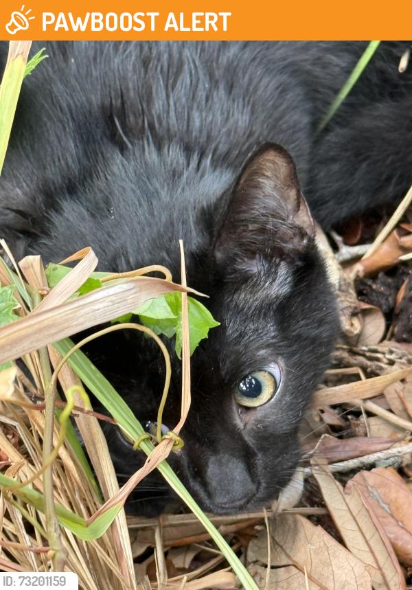 Found/Stray Unknown Cat last seen Oslo Middle School, Vero Beach South, FL 32960