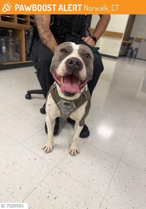Found/Stray Male Dog last seen Strawberry Hill Ave at Tierney St, Norwalk, CT 06851