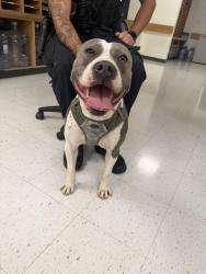 Found/Stray Male Dog last seen Strawberry Hill Ave at Tierney St, Norwalk, CT 06851