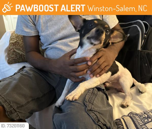 Found/Stray Male Dog last seen Humane Society, Winston-Salem, NC 27104