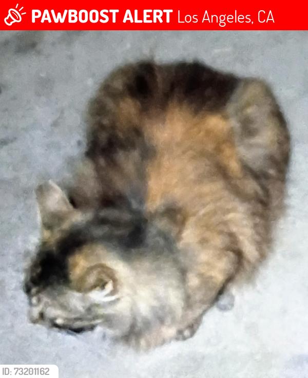 Lost Female Cat last seen Westmoreland Ave/San Marino Street, Los Angeles, CA 90006
