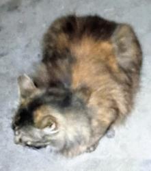 Lost Female Cat last seen Westmoreland Ave/San Marino Street, Los Angeles, CA 90006