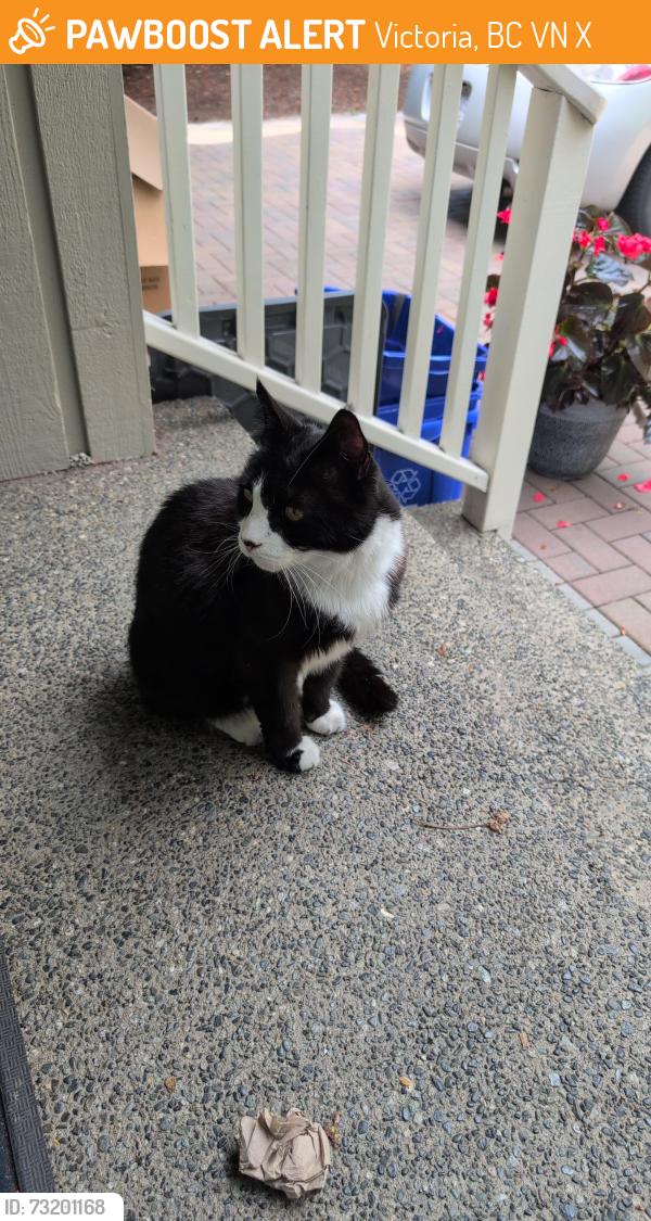 Found/Stray Unknown Cat last seen Wedgewood and 10mile point area, Victoria, BC V8N 5X8