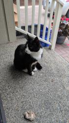 Found/Stray Unknown Cat last seen Wedgewood and 10mile point area, Victoria, BC V8N 5X8