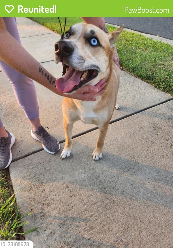 Reunited Male Dog last seen S New Hope near the banks, Gastonia, NC 28054