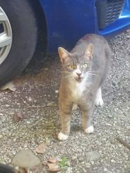 Found/Stray Unknown Cat last seen Near S 5th St, Williamsburg, OH 45176