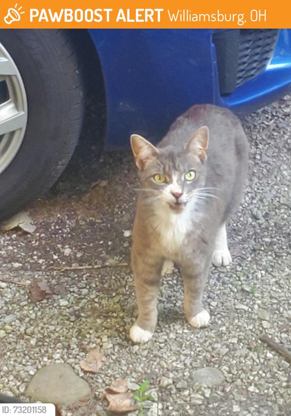 Found/Stray Unknown Cat last seen Near S 5th St, Williamsburg, OH 45176