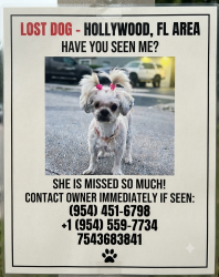 Reunited Female Dog last seen Near ave and Wiley street, Hollywood, FL 33020
