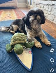 Lost Female Dog last seen Erwin/ Ross Lane, Springtown, TX 76082