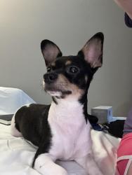 Reunited Male Dog last seen Forsyth County Humane Society, Winston-Salem, NC 27104