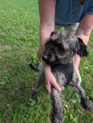 Found/Stray Male Dog last seen Englewood metropark disc golf, Dayton, OH 45414