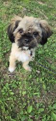 Reunited Male Dog last seen Sullivan rd, Knoxville, TN 37921