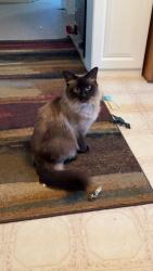 Lost Male Cat last seen Germanton Baptist Church, Germanton, NC 27019