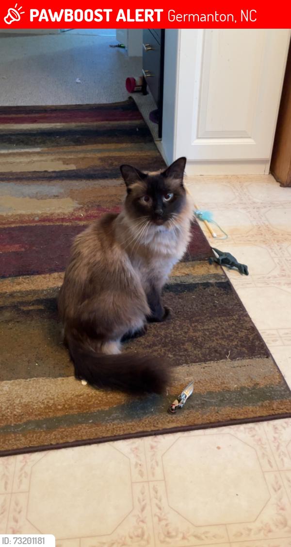Lost Male Cat last seen Germanton Baptist Church, Germanton, NC 27019
