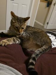 Lost Male Cat last seen Westport Beach Way townhouses, West Fargo, ND 58078
