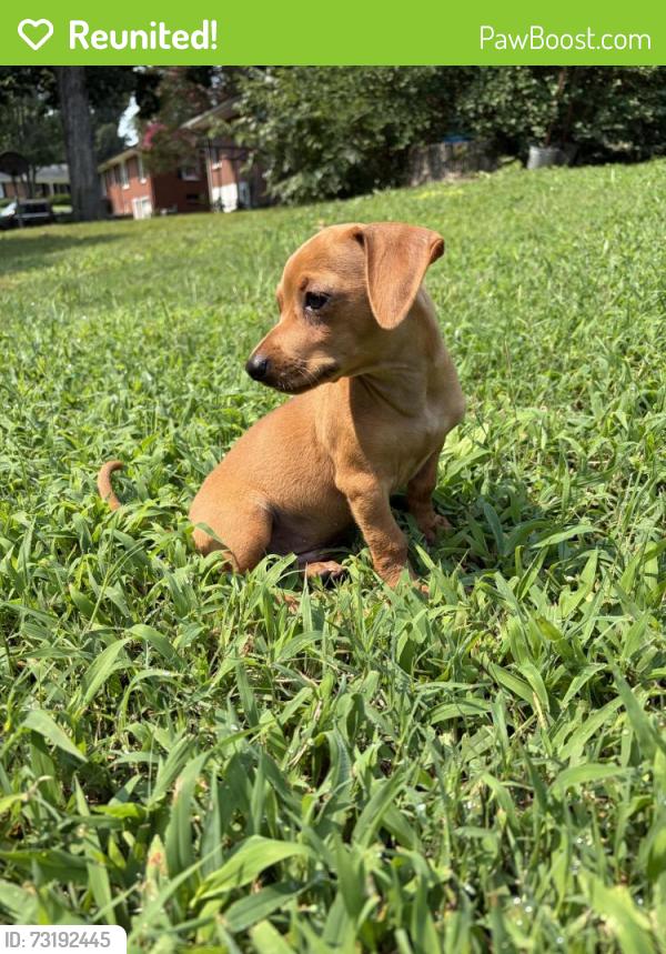 Reunited Male Dog last seen Moose rd kannapolis nc, Kannapolis, NC 28083