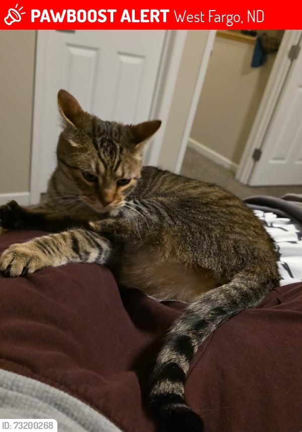 Lost Male Cat last seen Westport Beach Way townhouses, West Fargo, ND 58078