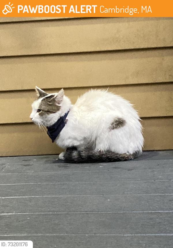 Found/Stray Unknown Cat last seen Behind Moses Youth Center, by dumpsters in gate hunting a bunny, Cambridge, MA 02139