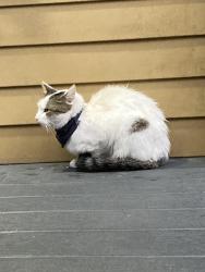 Found/Stray Unknown Cat last seen Behind Moses Youth Center, by dumpsters in gate hunting a bunny, Cambridge, MA 02139