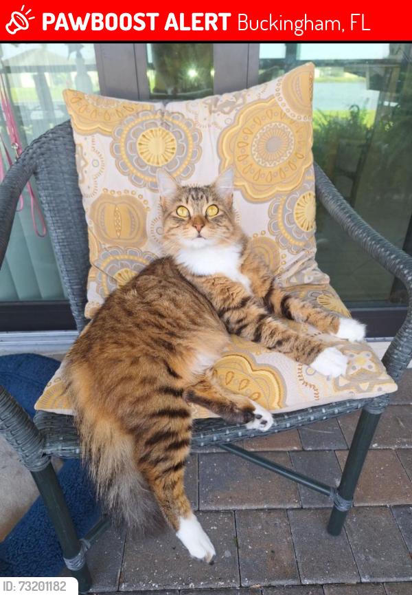 Lost Female Cat last seen Buckingham rd, Buckingham, FL 33905