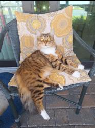 Lost Female Cat last seen Buckingham rd, Buckingham, FL 33905