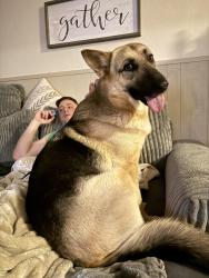 Lost Female Dog last seen Hwy 51 in Era Tx & 922 Valley View, Valley View, TX 76272