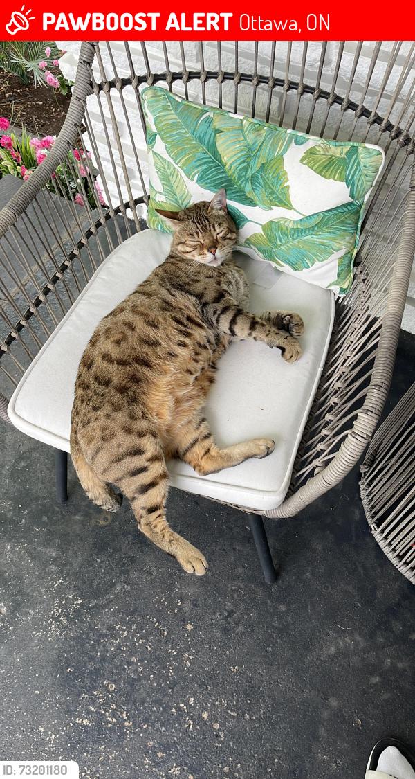 Lost Male Cat last seen Saunderson and pleasant park, Ottawa, ON 