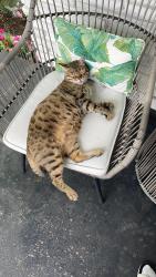 Lost Male Cat last seen Saunderson and pleasant park, Ottawa, ON 