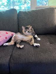 Reunited Female Cat last seen Commons at Sylvan Highlands, Portland, OR 97225