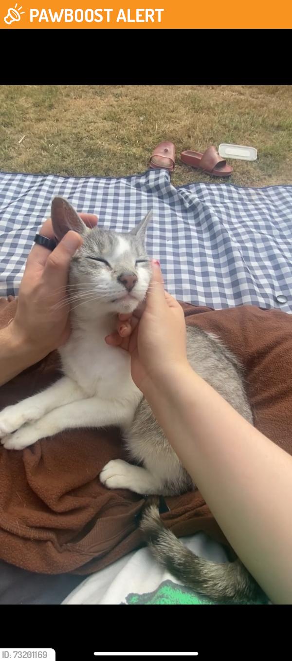 Found/Stray Female Cat last seen Charles Street, Iffley Road, Oxfordshire, England 