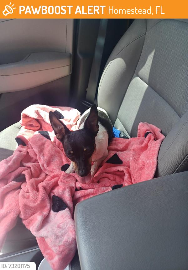 Found/Stray Female Dog last seen hmstd, Homestead, FL 33030