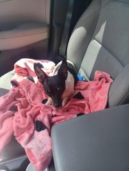 Found/Stray Female Dog last seen hmstd, Homestead, FL 33030