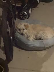 Lost Female Dog last seen Near and tower road, Commerce City, CO 80022