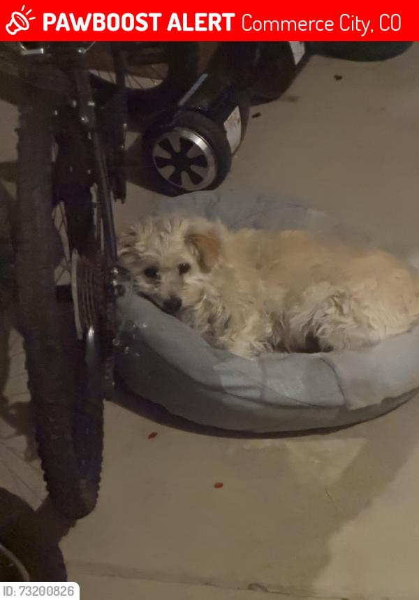 Lost Female Dog last seen Near and tower road, Commerce City, CO 80022