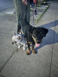 Found/Stray Female Dog last seen Hostetter Road and Piedmont Road, San Jose, CA 95132