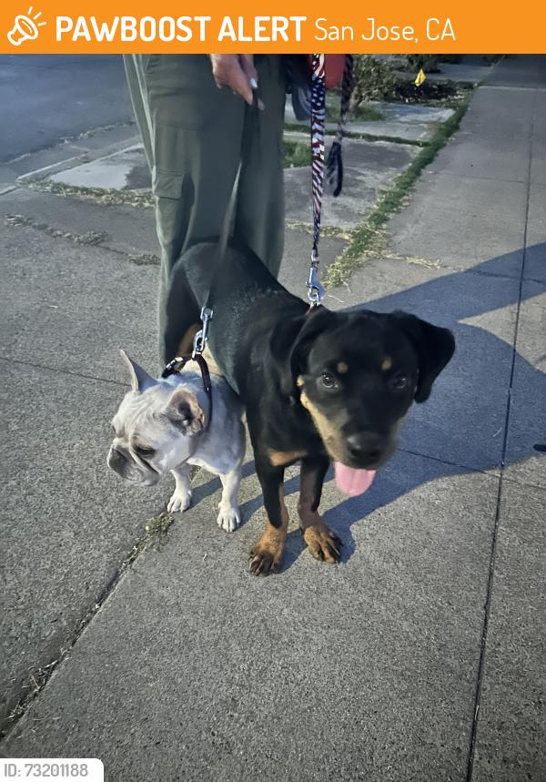Found/Stray Female Dog last seen Hostetter Road and Piedmont Road, San Jose, CA 95132