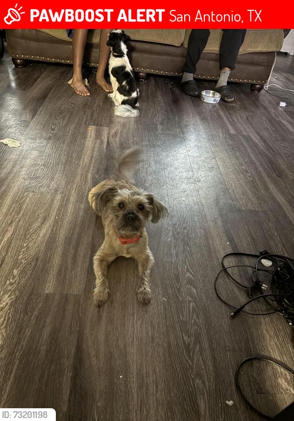 Lost Female Dog last seen Vance Jackson, San Antonio, TX 78217