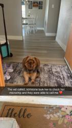 Reunited Female Dog last seen Spencer and Russell, Las Vegas, NV 89119