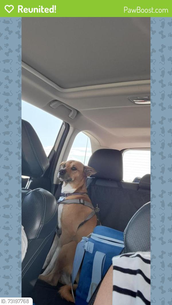 Reunited Female Dog last seen Del Lago Parkway, San Antonio, TX 78221