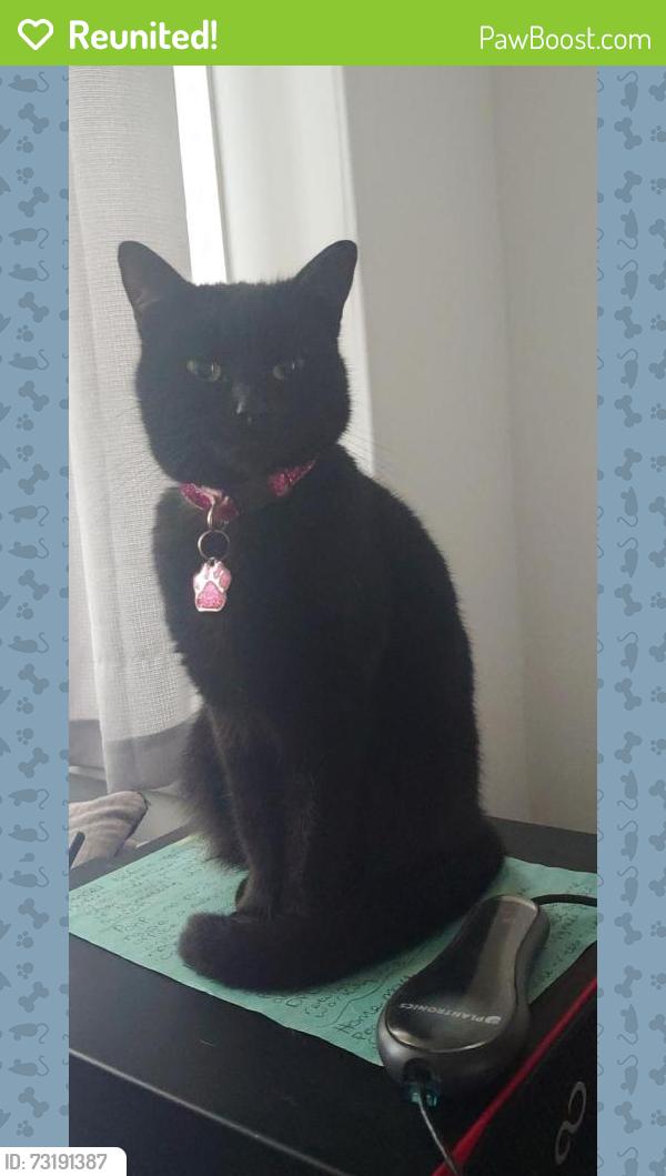 Reunited Female Cat last seen Priory school, Kingston upon Hull, England HU5 5RU