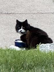 Found/Stray Unknown Cat last seen Rte 7, Harris Road, Smithfield, RI 02917
