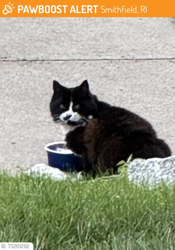Found/Stray Unknown Cat last seen Rte 7, Harris Road, Smithfield, RI 02917