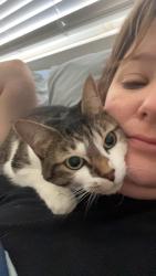 Reunited Female Cat last seen Verandah Park Community on Old 441, Tavares, FL 32778