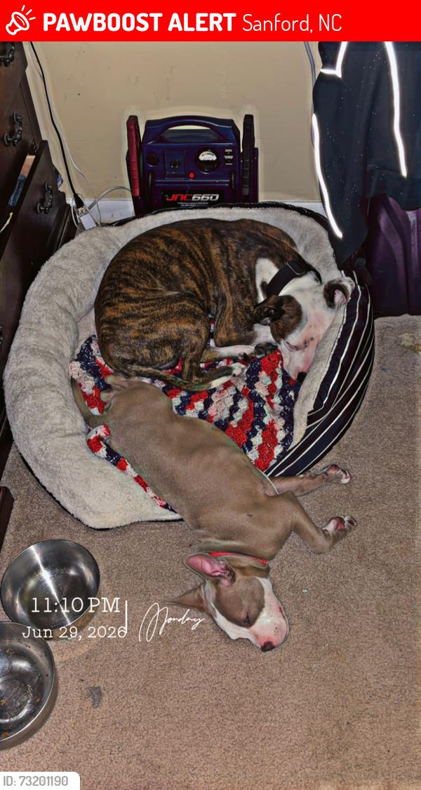 Lost Male Dog last seen Carr creek, Sanford, NC 27332