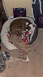 Lost Male Dog last seen Carr creek, Sanford, NC 27332