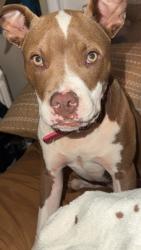 Reunited Female Dog last seen Keeler mill old mcelhaney, Greenville County, SC 29690